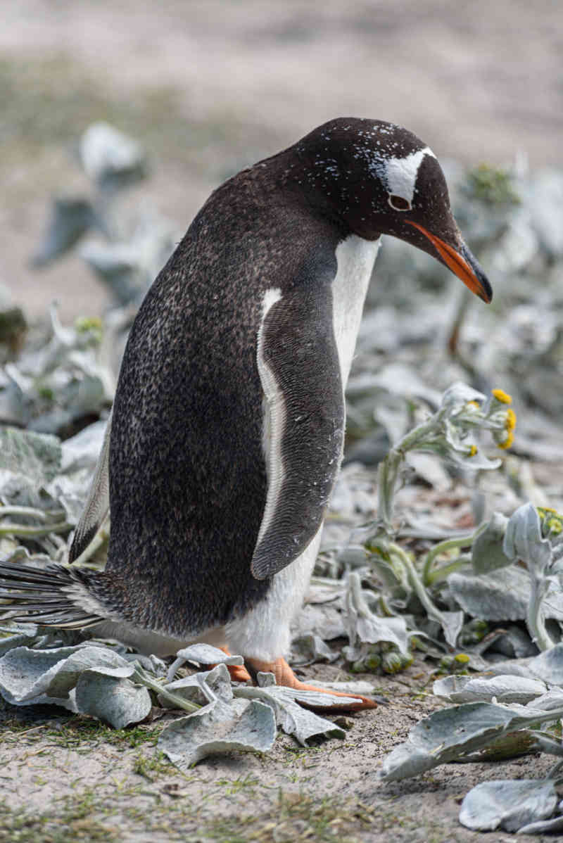 Pingüino Gentoo - islas Falkland o Malvinas 17.jpg